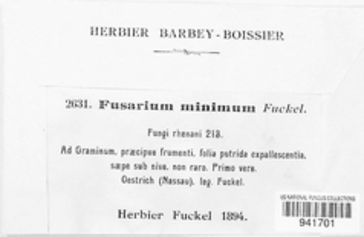 Fusarium image
